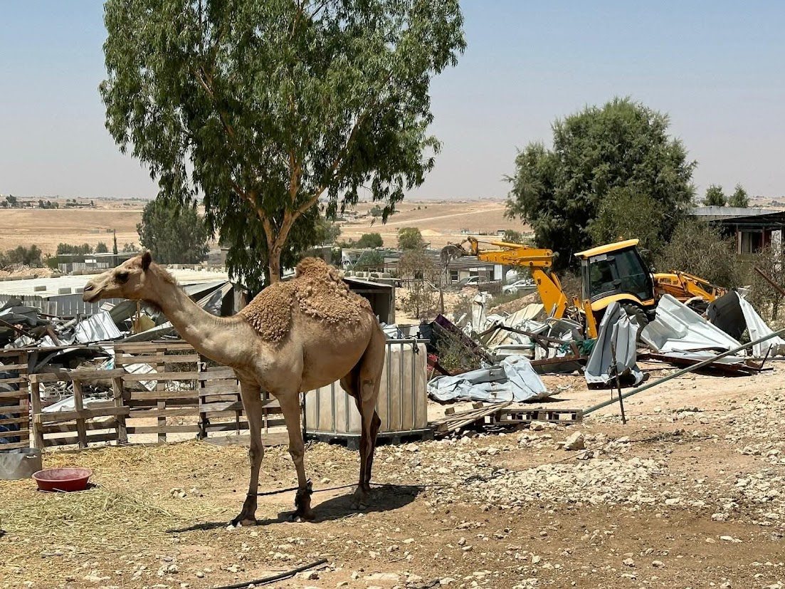 גמל קשור ליד מבנים הרוסים ודחפור בכפר בנגב